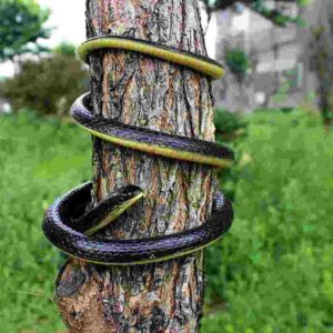 fake snake toy