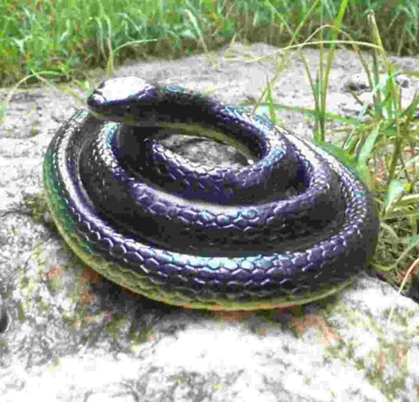 realistic rubber snake